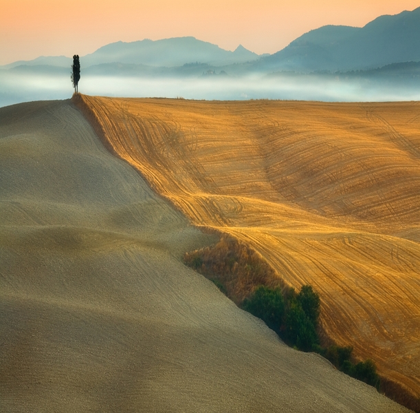 57 - CYPRESS - BROWKO KRZYSZTOF - poland.jpg